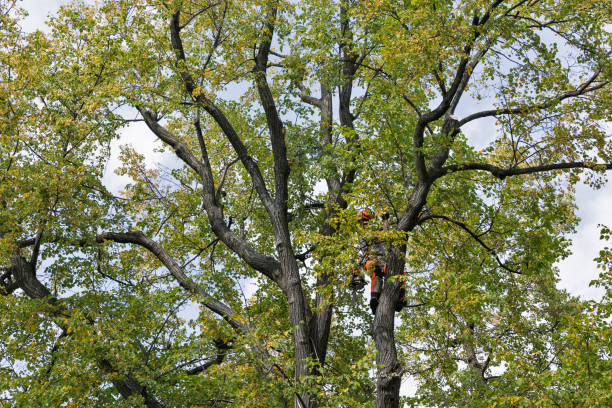 How Our Tree Care Process Works  in  Port Carbon, PA